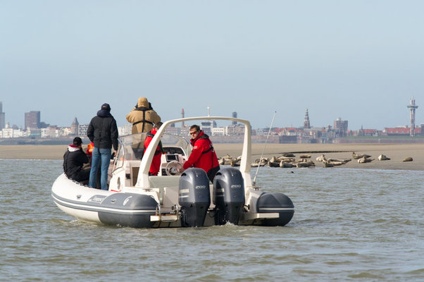 Ontspanning Zeehonden Discovery