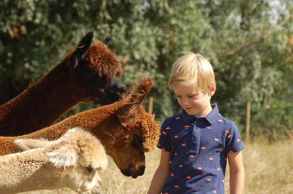 Ontspanning Alpacawandelingen