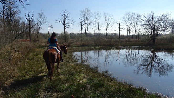 Ontspanning Bitloze buitenritten paard voor onervaren mensen