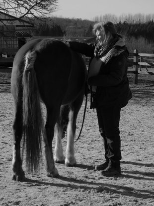 Workshops Postgraduaat HorSense Coachen mensen behulp paarden