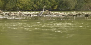 Expositions Balade naturaliste : oiseaux, pattes dans l eau !