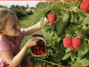 Loisirs Venez cueillir fraises, framboises autres petits fruits rouges