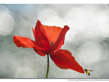 Workshop macro- en
veldfotografie