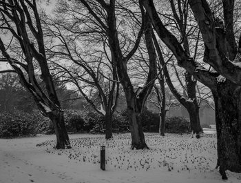 Natuurwandeling: hoe bomen zich
voorbereiden op de winter