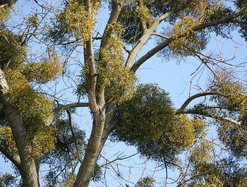Keltische
bomenwandeling