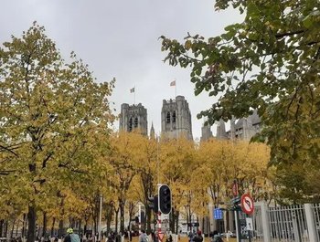 Advent : koren festival