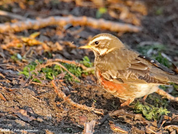 Geleide natuurwandeling in het Vlaams
natuurreservaat \