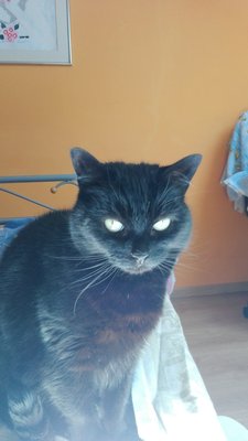 Ma chatte noire pics