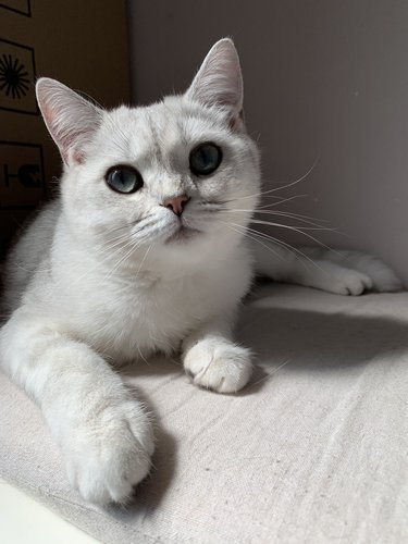 Femelle British Shorthair Black Silver Tabby Pedigree Chiens