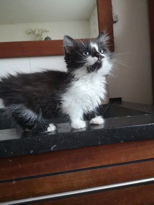 Adorable Munchkin Pattes Courtes Chiens Chats Be Adorable Munchkin Pattes Courtes Chiens Chats Be