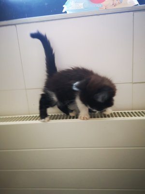 Adorable Munchkin Pattes Courtes Chiens Chats Be Adorable Munchkin Pattes Courtes Chiens Chats Be