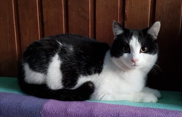 Chat Europeen Male Blanc Noir Comme Felix Chiens Chats Be Chat Europeen Male Blanc Noir Comme Felix Chiens Chats Be
