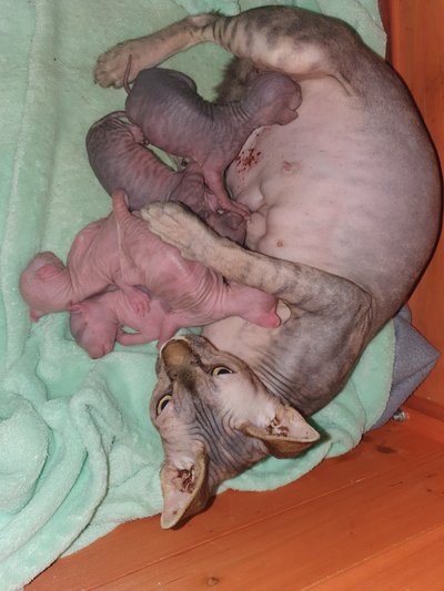 Chatons Sphynx Elf Chiens Chats Be Chatons Sphynx Elf Chiens Chats Be