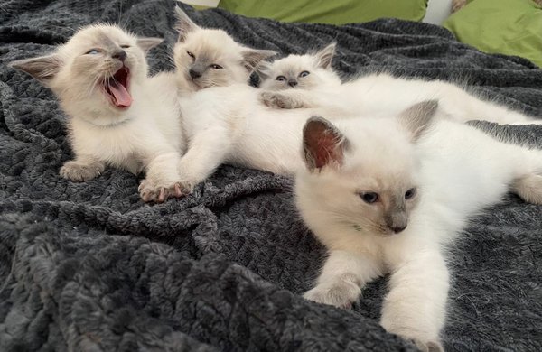 Cherche Siamois Blue Point Male Pour Saillie Chiens Chats Be Cherche Siamois Blue Point Male Pour Saillie Chiens Chats Be