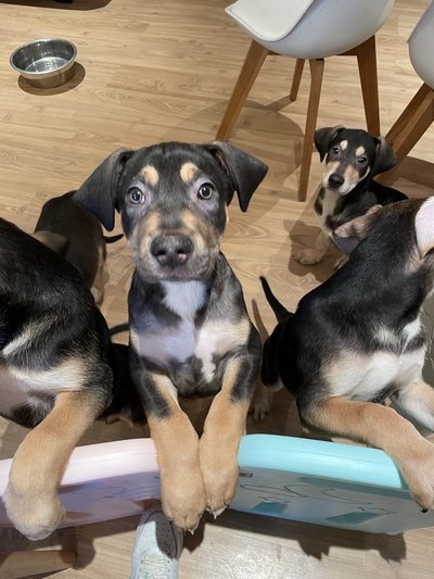 Chiot léopard de catahoula (usa) x berger malinois - Chiens-chats.be
