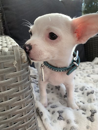 Adorable Bebe Chihuahua Blanc Chiens Chats Be Adorable Bebe Chihuahua Blanc Chiens Chats Be
