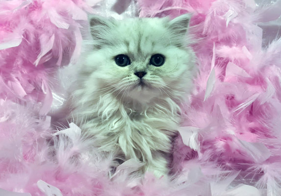 Chatons Persan Silver Shaded Chinchilla A Reserver Chiens Chats Be