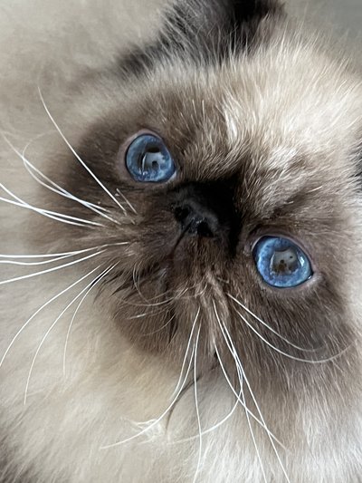 Magnifiques Chatons Colorpoint Persan Exotic Shorth Chiens Chats Be