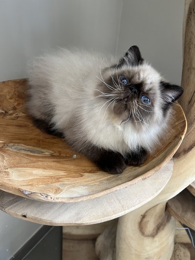 Magnifiques Chatons Colorpoint Persan Exotic Shorth Chiens Chats Be