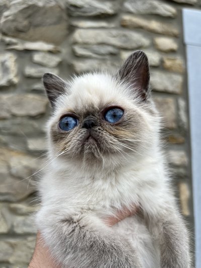 Magnifiques Chatons Colorpoint Persan Exotic Shorth Chiens Chats Be