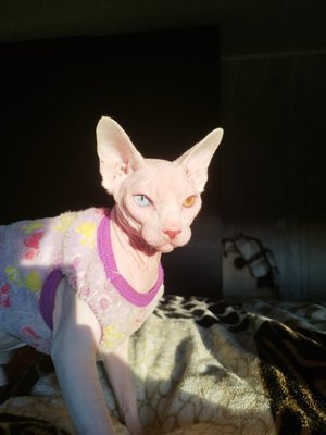 Magnifique sphynx