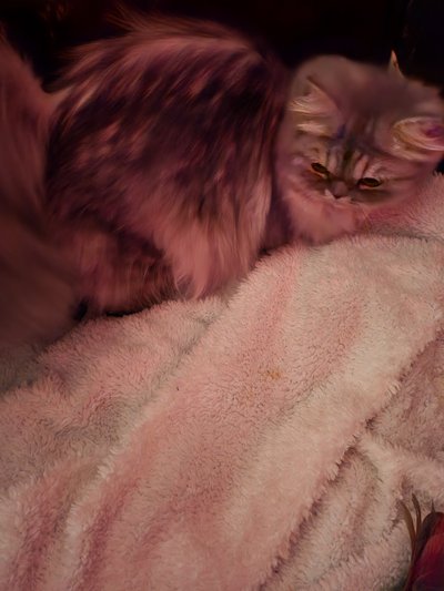 Manifique chaton persan avec pdigre