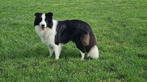 Border collie pedigree fci (L.O.F)
