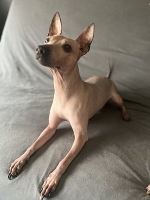 American hairless online terrier prix